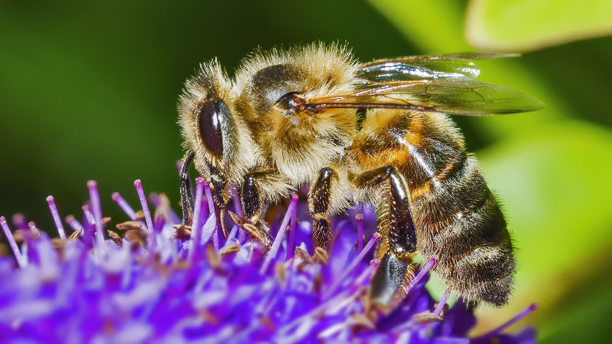 1st. - Richard Green